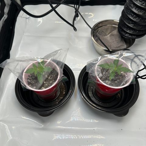 Purple Gelato growlog timeline photo