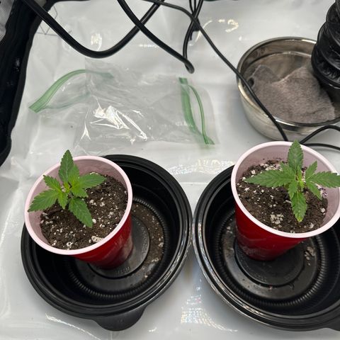 Purple Gelato growlog timeline photo