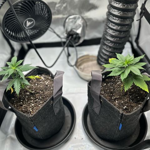 Purple Gelato growlog photo: Wedding Cake (left); Purple Gelato (right)