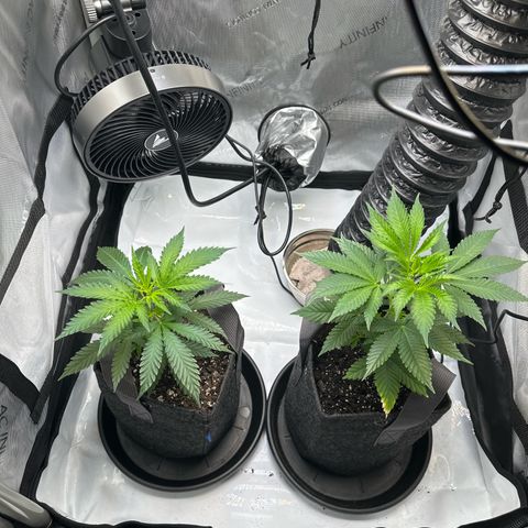 Purple Gelato growlog photo: They’re looking beautiful! I will probably top it tomorrow before I start the LST