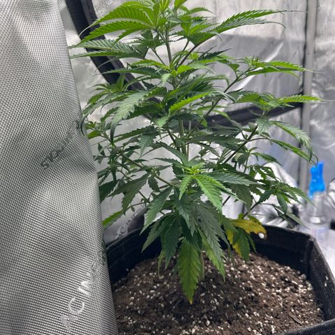 Wedding Cake growlog photo: Just did some defoliating. May top them tomorrow 