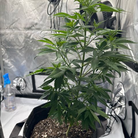 Purple Gelato growlog photo: They’re getting better airflow now hopefully 