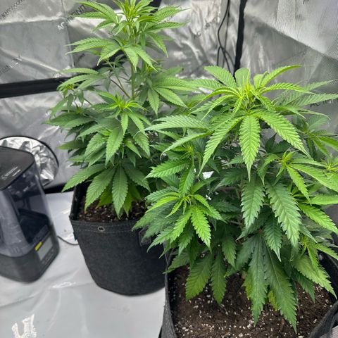 Purple Gelato growlog photo: They’re getting better airflow now hopefully 