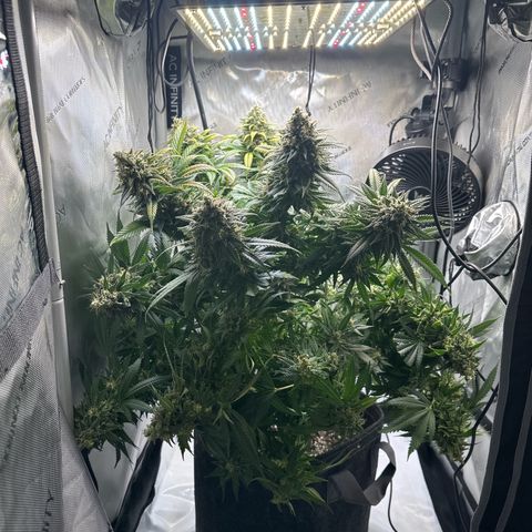 Wedding Cake growlog photo: Giving her one more day til harvest 