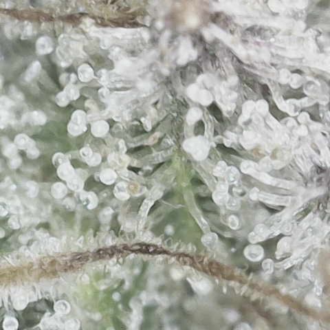 Wedding Cake growlog photo: Giving her one more day til harvest 