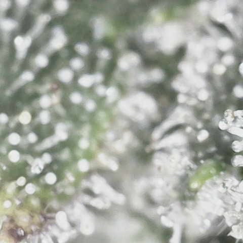 Wedding Cake growlog photo: Giving her one more day til harvest 
