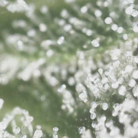 Wedding Cake growlog photo: Giving her one more day til harvest 