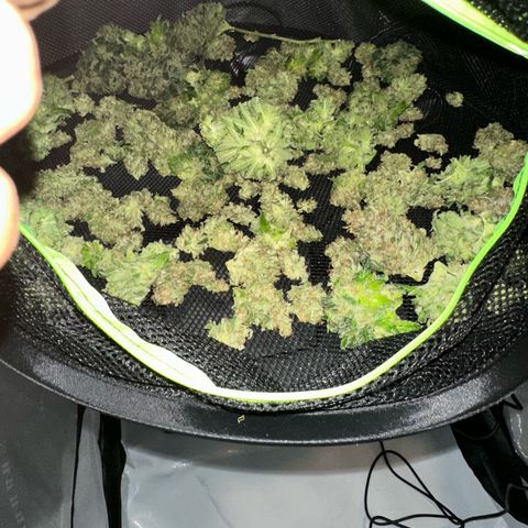Wedding Cake growlog timeline photo