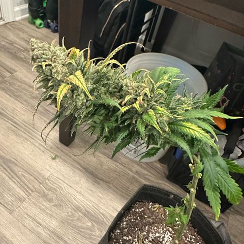 Wedding Cake growlog timeline photo