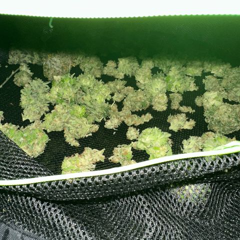 Wedding Cake growlog timeline photo