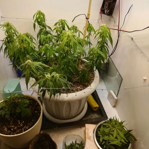 GIRL SCOUT COOKIES  growlog photo: Цветение