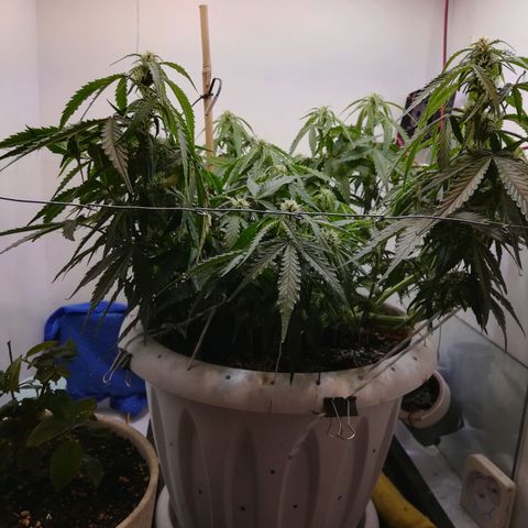 GIRL SCOUT COOKIES  growlog photo: Цветение