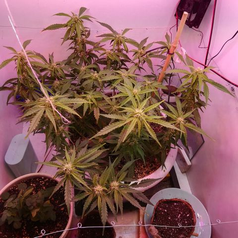 GIRL SCOUT COOKIES  growlog photo: Цветение