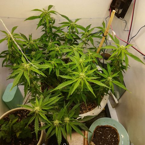 GIRL SCOUT COOKIES  growlog photo: Цветение