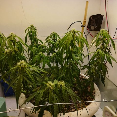 GIRL SCOUT COOKIES  growlog photo: Цветение