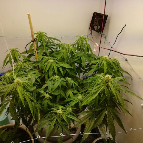 GIRL SCOUT COOKIES  growlog photo: Цветение