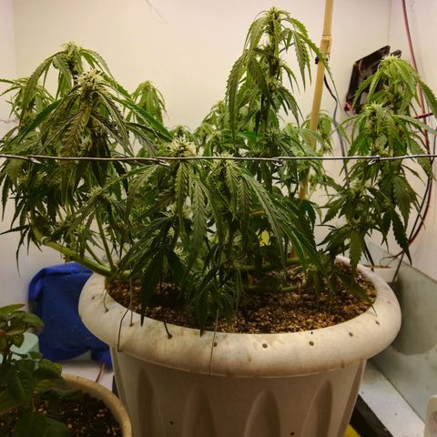 GIRL SCOUT COOKIES  growlog photo: Цветение