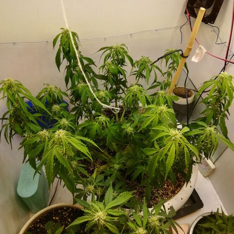 GIRL SCOUT COOKIES  growlog photo: Цветение