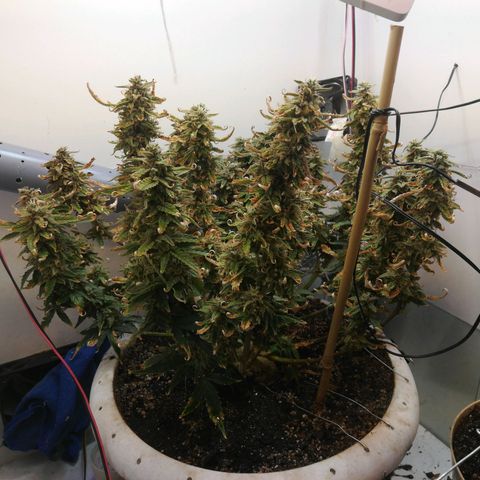 GIRL SCOUT COOKIES  growlog timeline photo