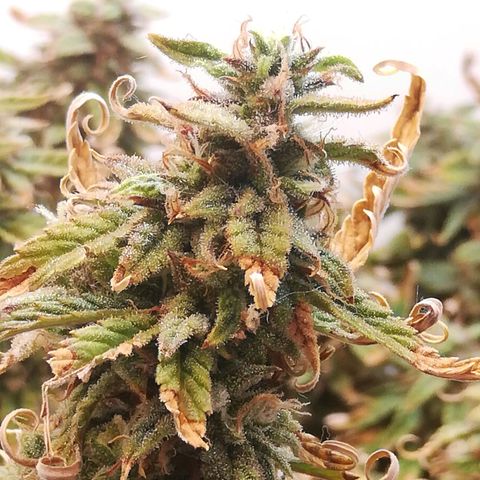 GIRL SCOUT COOKIES  growlog timeline photo