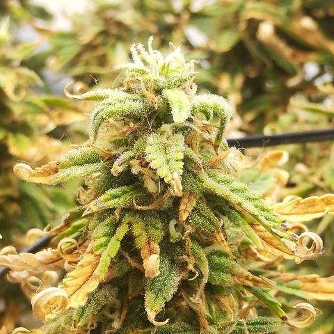 GIRL SCOUT COOKIES  growlog timeline photo