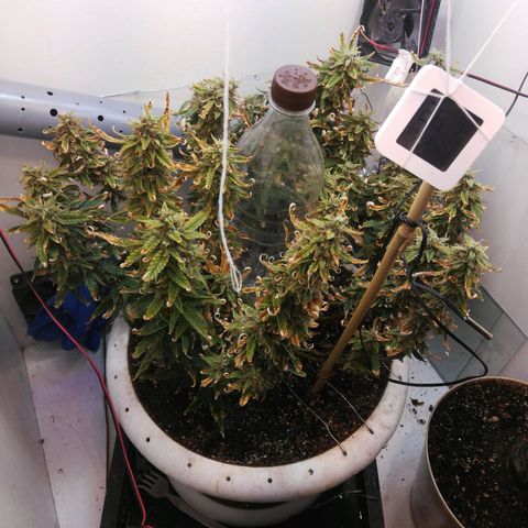 GIRL SCOUT COOKIES  growlog timeline photo