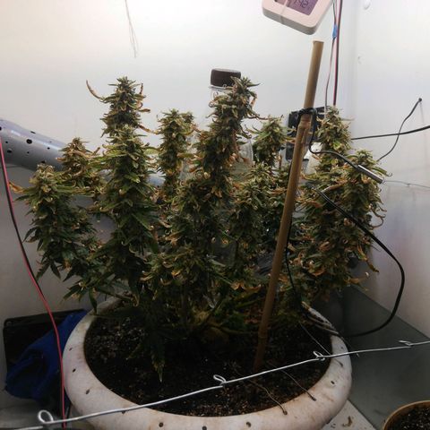 GIRL SCOUT COOKIES  growlog timeline photo