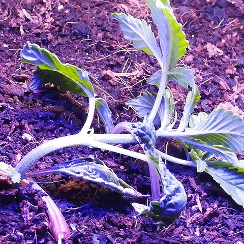 Cream Caramel avto.  growlog timeline photo