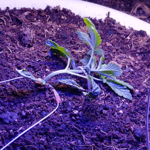 Cream Caramel avto.  growlog timeline photo