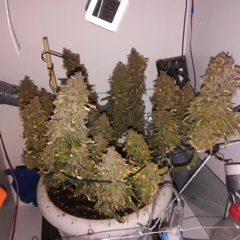 GIRL SCOUT COOKIES  growlog timeline photo