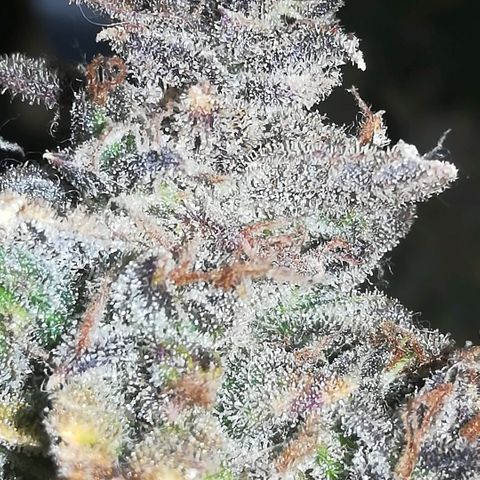 GIRL SCOUT COOKIES  growlog photo: Фото перед Харвом. 