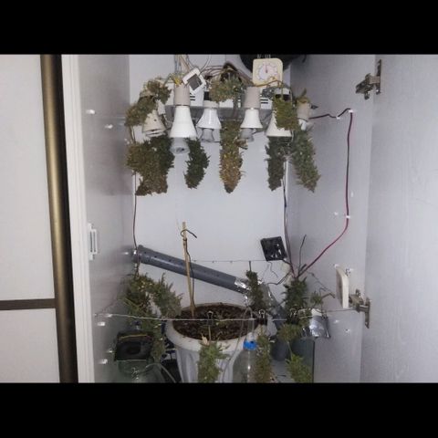 GIRL SCOUT COOKIES  growlog photo: Фото перед Харвом. 
