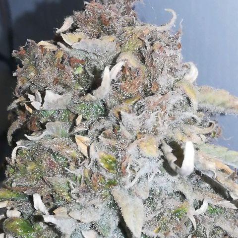 GIRL SCOUT COOKIES  growlog photo: Фото перед Харвом. 