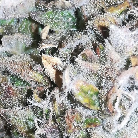 GIRL SCOUT COOKIES  growlog photo: Фото перед Харвом. 
