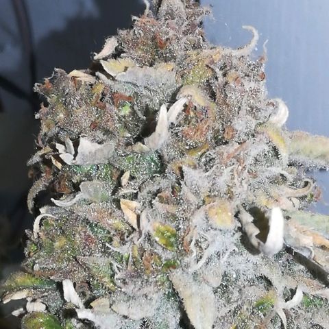 GIRL SCOUT COOKIES  growlog photo: Фото перед Харвом. 
