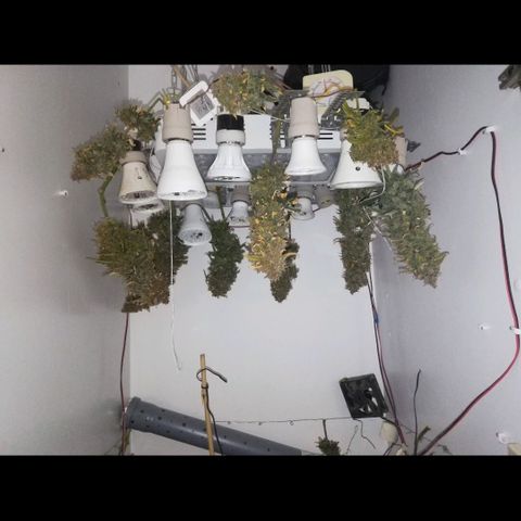 GIRL SCOUT COOKIES  growlog photo: Фото перед Харвом. 