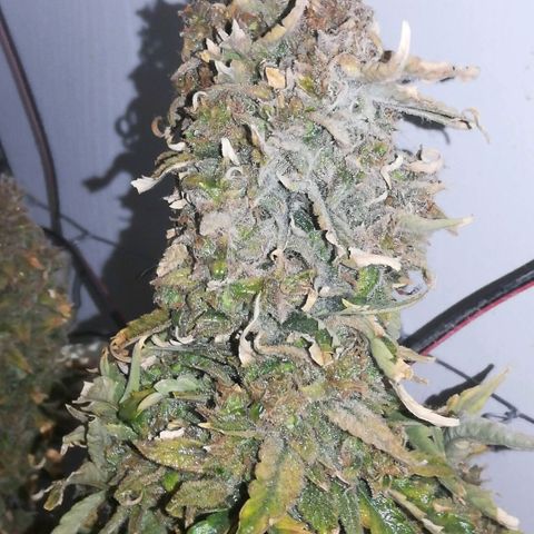 GIRL SCOUT COOKIES  growlog photo: Фото перед Харвом. 