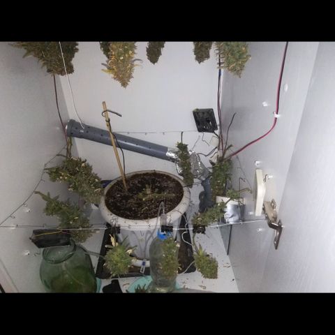 GIRL SCOUT COOKIES  growlog photo: Фото перед Харвом. 