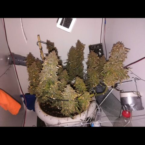 GIRL SCOUT COOKIES  growlog timeline photo