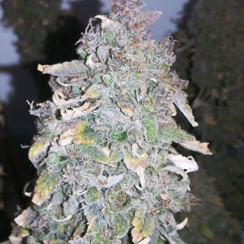 GIRL SCOUT COOKIES  growlog timeline photo