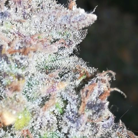 GIRL SCOUT COOKIES  growlog photo: Фото перед Харвом. 