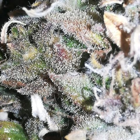GIRL SCOUT COOKIES  growlog photo: Фото перед Харвом. 