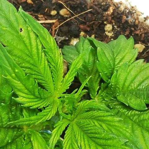 Cream Caramel avto.  growlog timeline photo