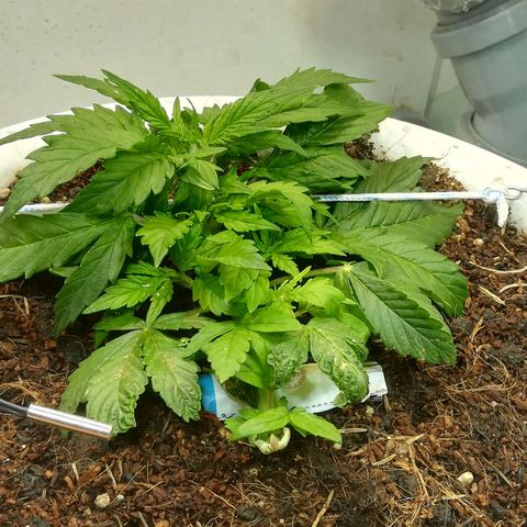 Cream Caramel avto.  growlog timeline photo