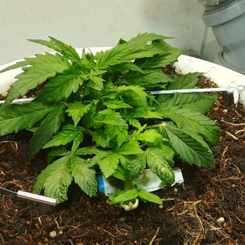 Cream Caramel avto.  growlog timeline photo