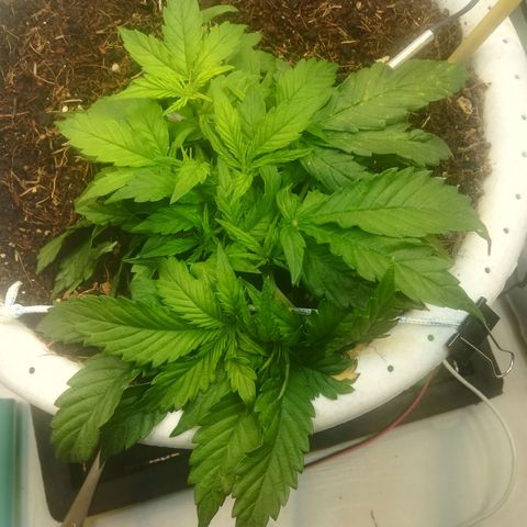 Cream Caramel avto.  growlog photo: Присутствует лёгкий дефф азота. Исправил, подкормил. 