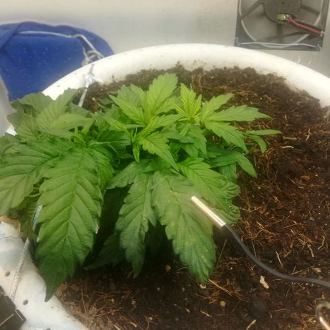Cream Caramel avto.  growlog photo: Присутствует лёгкий дефф азота. Исправил, подкормил. 