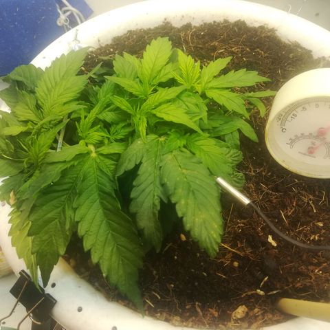 Cream Caramel avto.  growlog photo: Присутствует лёгкий дефф азота. Исправил, подкормил. 