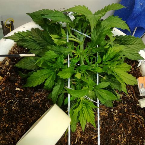 Cream Caramel avto.  growlog timeline photo