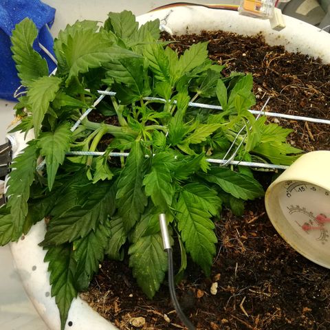Cream Caramel avto.  growlog timeline photo
